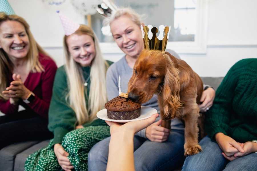 dog birthday treats