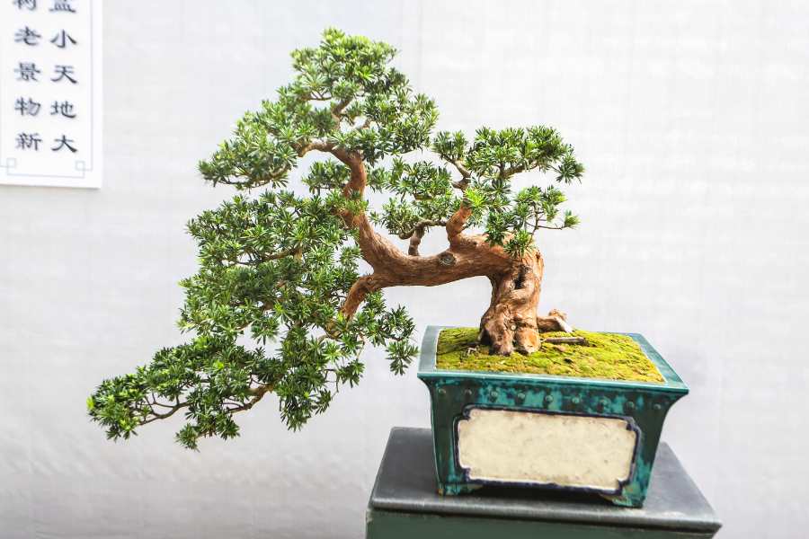 feng shui tree