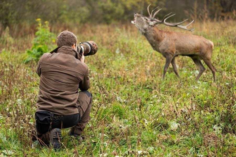 animal photography