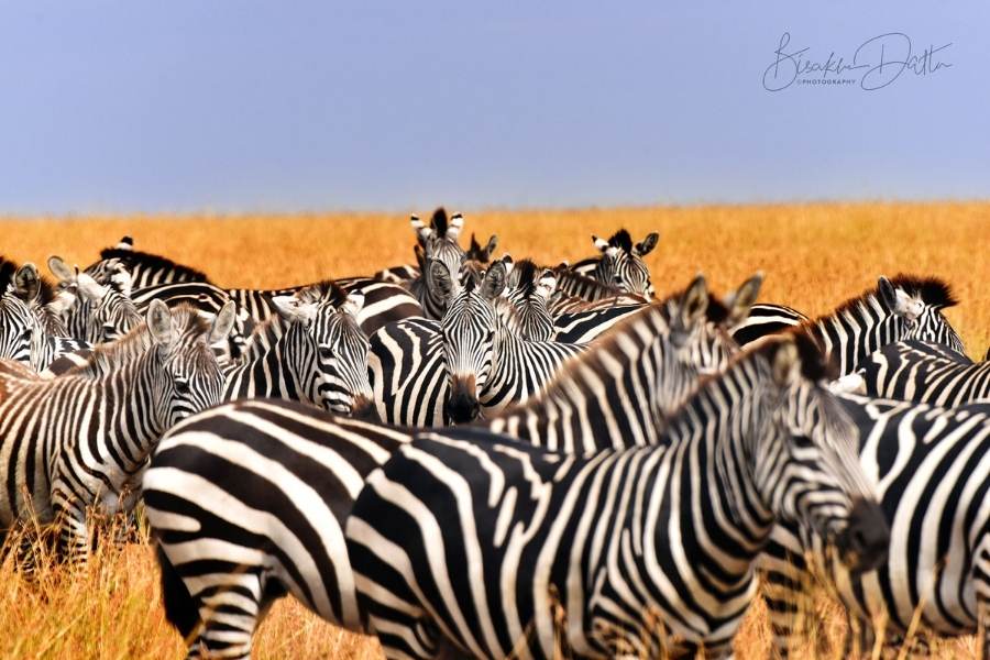 bisakha dutta best wildlife photographer