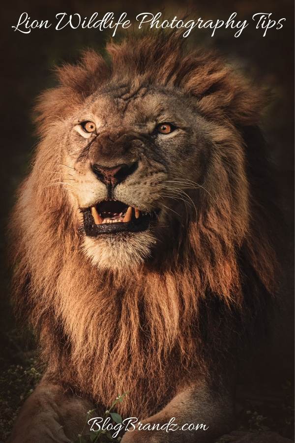 Lion Wildlife Photography