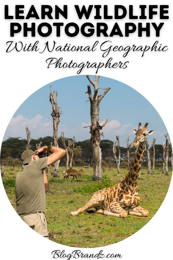 Wildlife Photography National Geographic Photographers