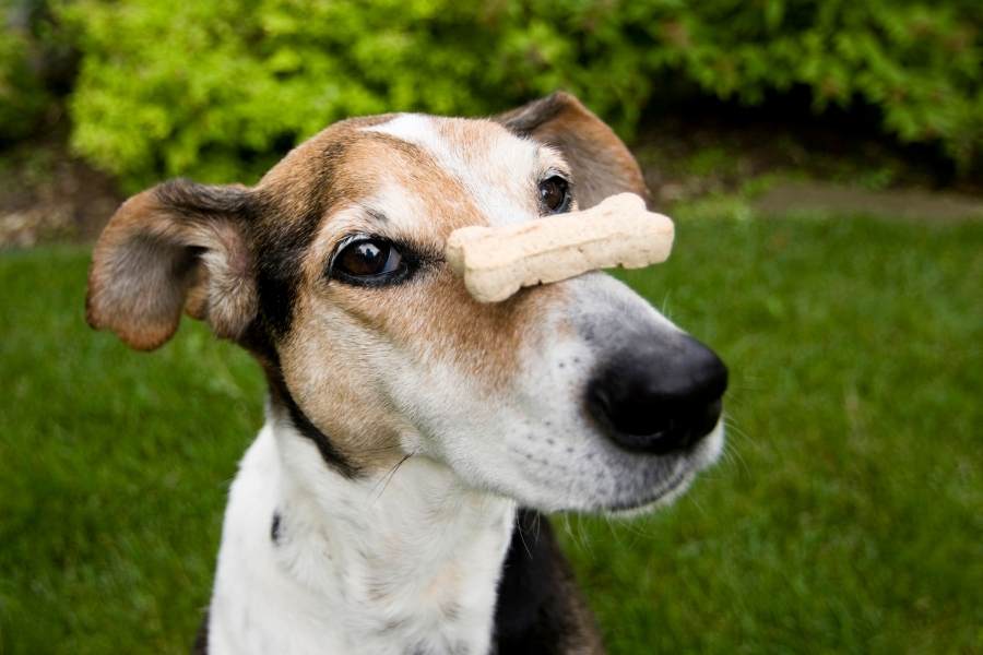 best dog training treats