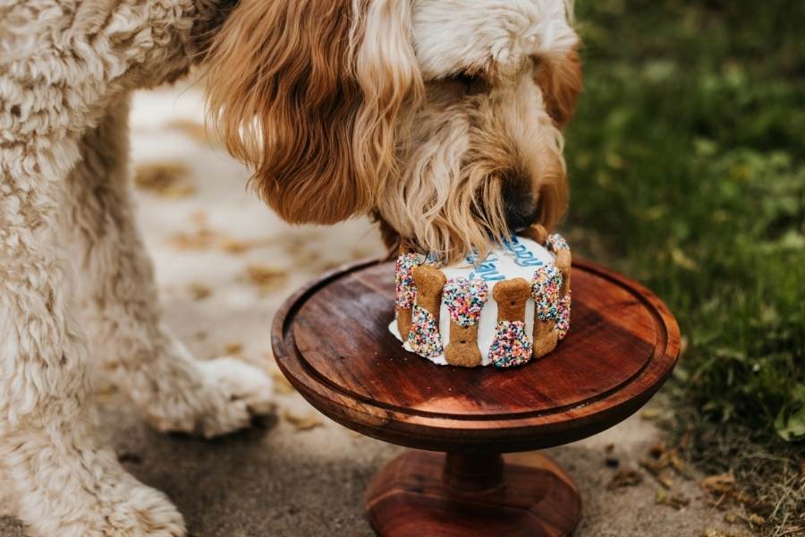 dog cake