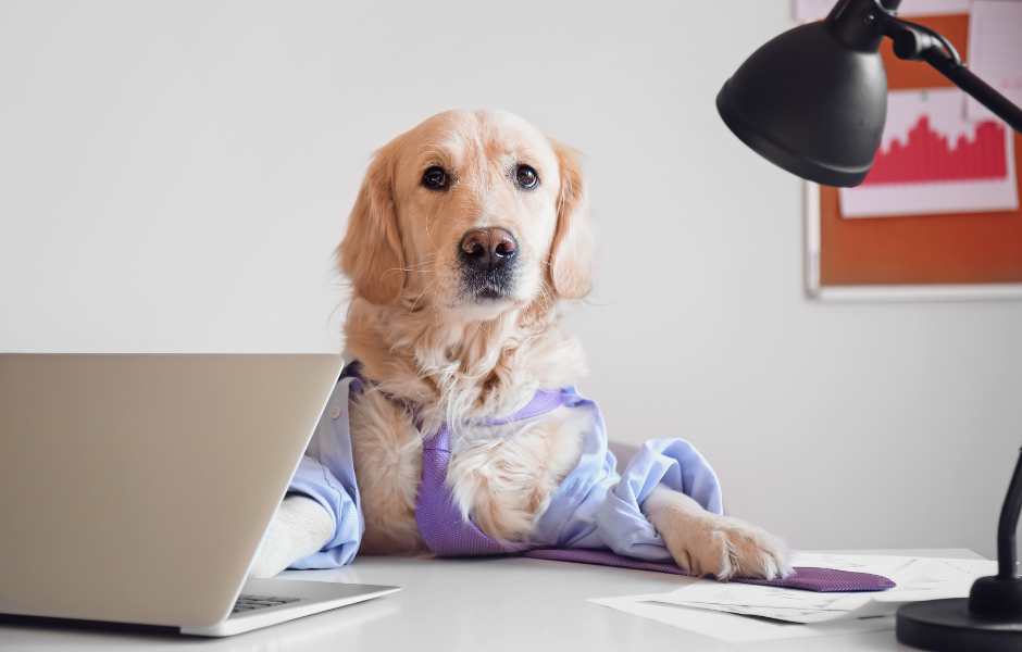 Starting a Pet Business: 15 Profitable Pet-Related Business Ideas 1