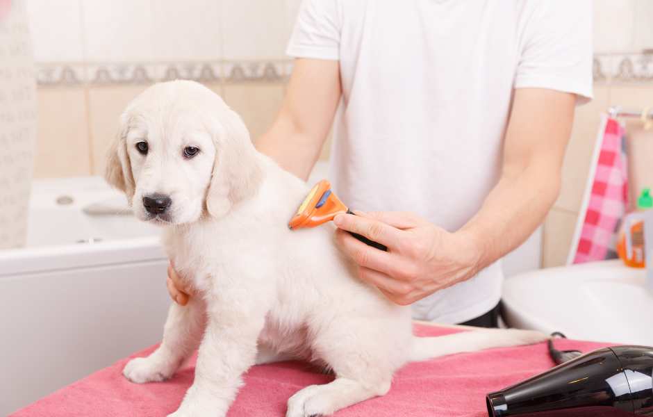 dog grooming at home