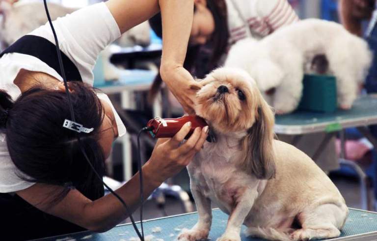 Image showcasing Low-Cost Pet Vaccination Clinic: Dog & Cat Vaccinations, Microchips ...
