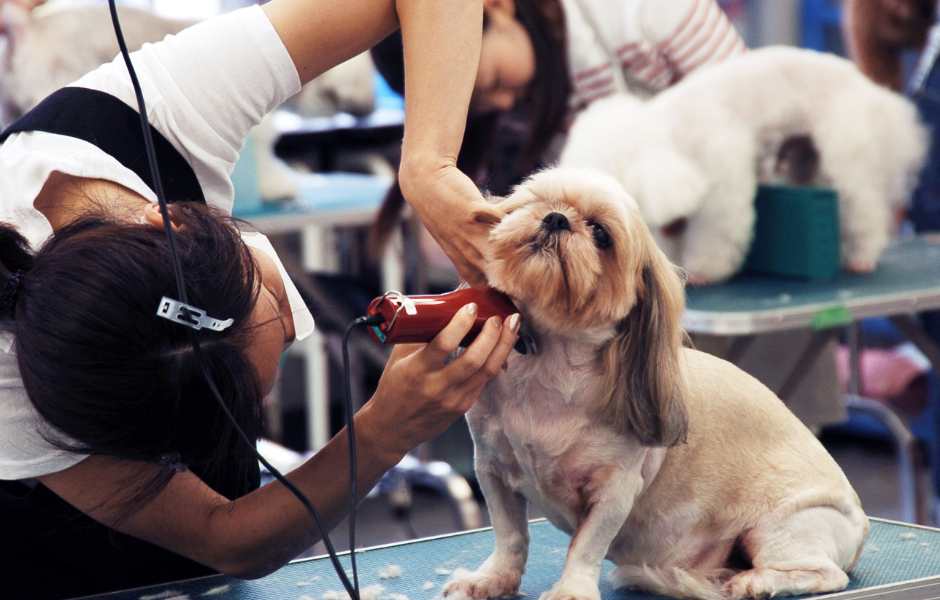 dog grooming business