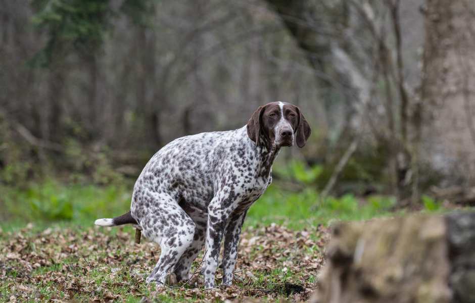 dog poop cleanup service