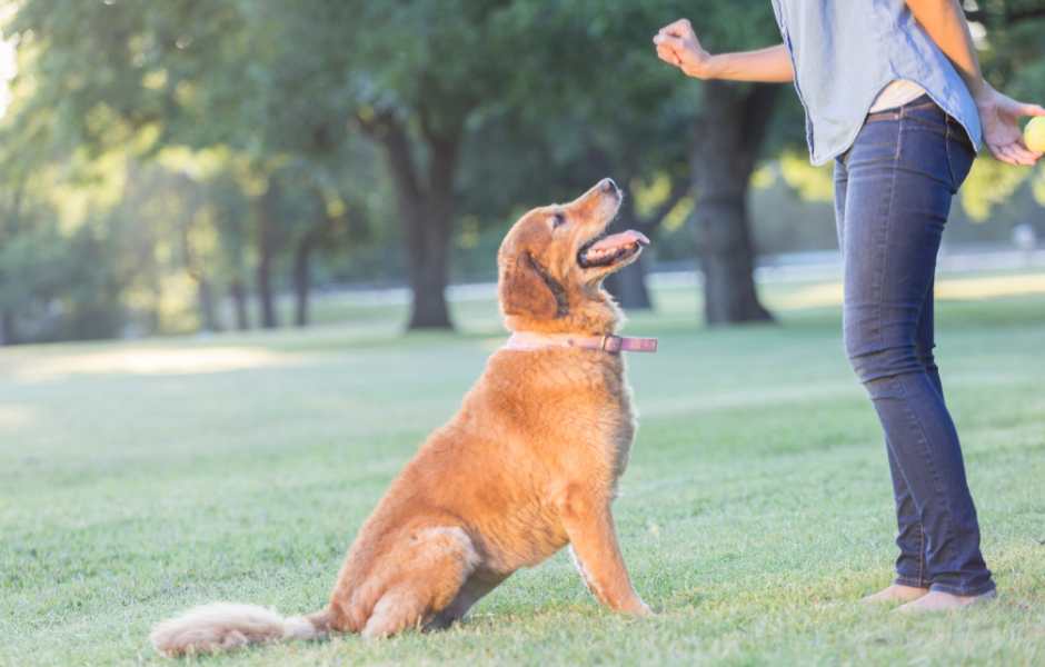 dog training business